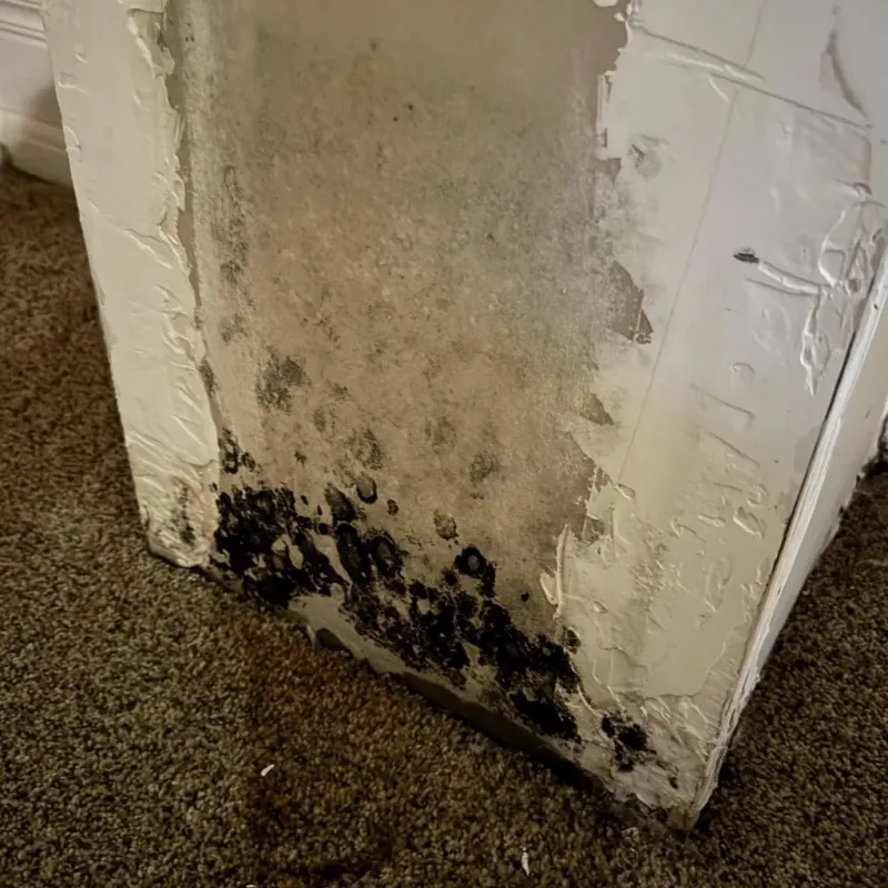 Professional Mold Removal in Springville, VA